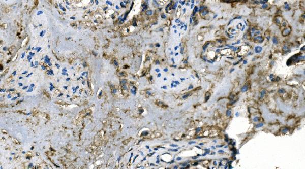 m00170 1 ca1 primary antibodies ihc testing 4