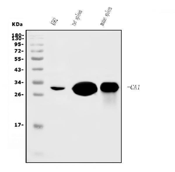 m00170 1 ca1 primary antibodies wb testing 1
