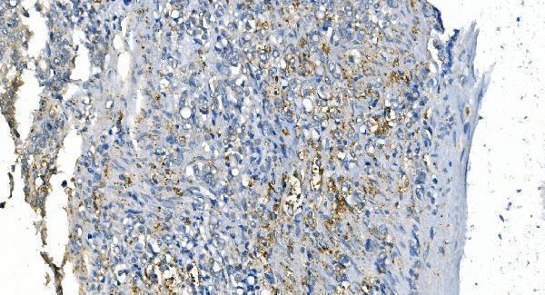 m00170 2 ca1 primary antibodies ihc testing 3