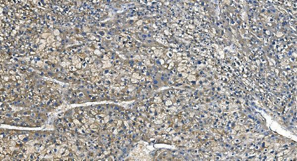 m00170 2 ca1 primary antibodies ihc testing 4