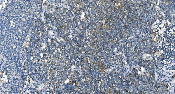 m00170 2 ca1 primary antibodies ihc testing 5