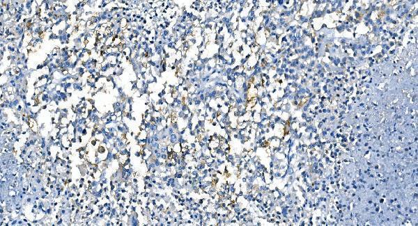 m00170 2 ca1 primary antibodies ihc testing 6