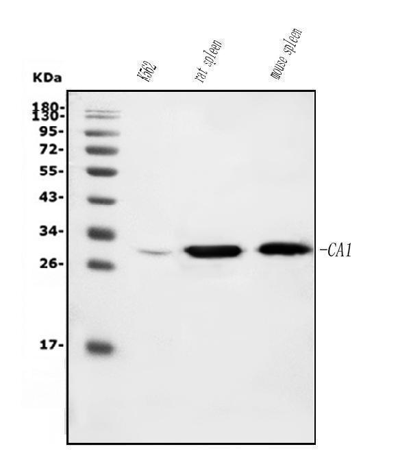 m00170 2 ca1 primary antibodies wb testing 1
