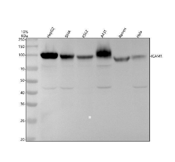 Western blot analysis of ICAM1 using anti-ICAM1 antibody (M00171-1)