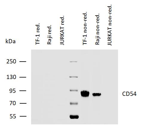 m00171 2 hu cd54 primary antibodies wb testing 2