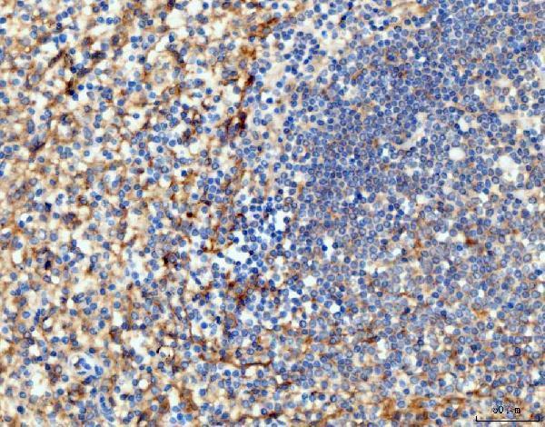 m00171 3 icam1 primary antibodies ihc testing 5