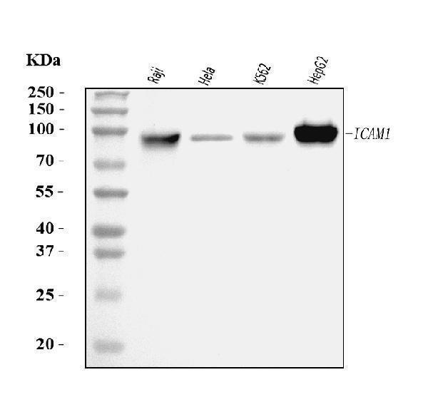  Western blot analysis of ICAM1 using anti-ICAM1 antibody (M00171-3)