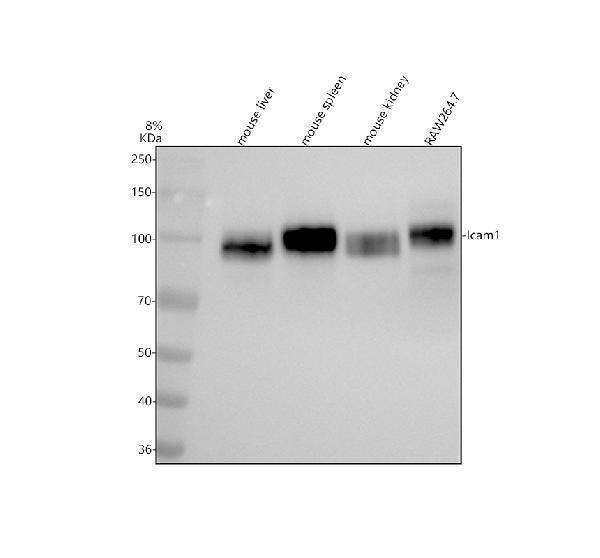 Western blot analysis of ICAM1 using anti-ICAM1 antibody (M00171-5)