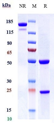 Anti-ICAM1/CD54 Reference Anticody (Enlimomab) on SDS-PAGE under reducing (R) condition