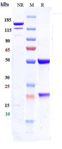 Anti-ICAM1/CD54 Reference Antibody (bersanlimab) on SDS-PAGE under reducing (R) condition