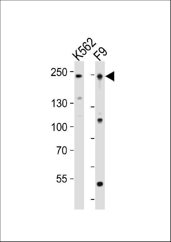 m00172 2 anti mouse dnmt1 antibody center wb testing 2