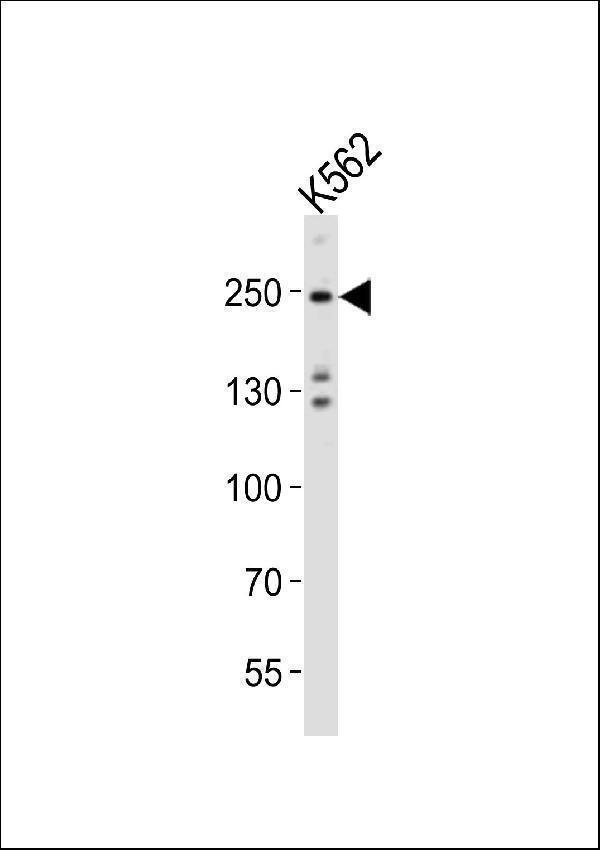 m00172 2 anti mouse dnmt1 antibody center wb testing 3