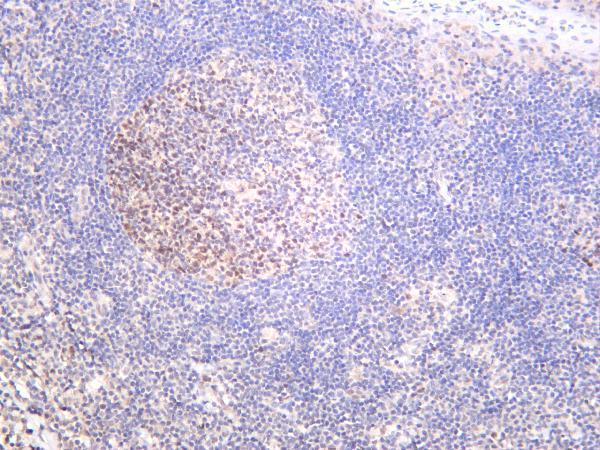 Human tonsil was stained with anti-Dnmt1 rabbit antibody