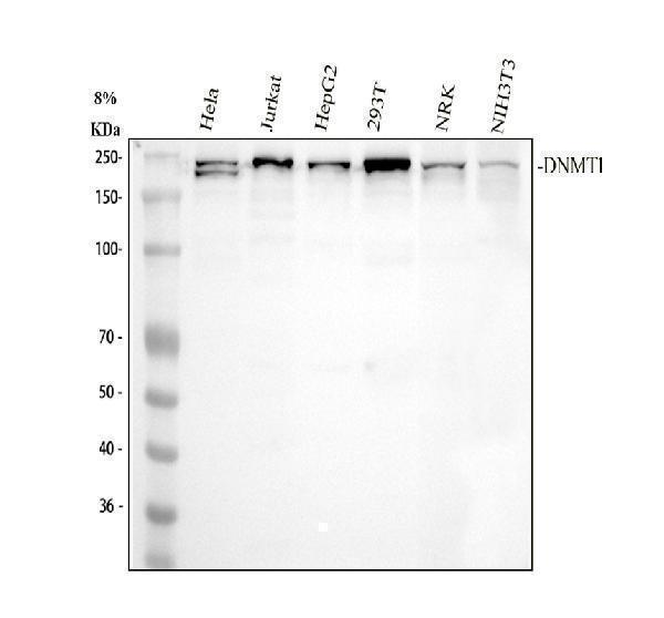 m00172 dnmt1 primary antibodies wb testing 1