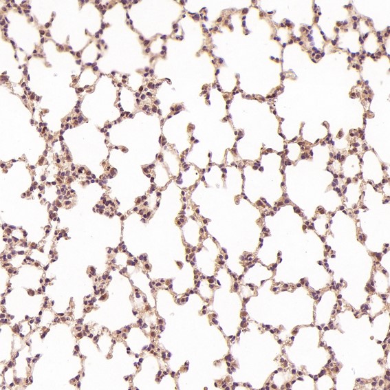 m00172 ihc10