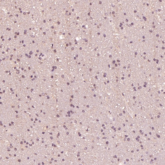 m00172 ihc9