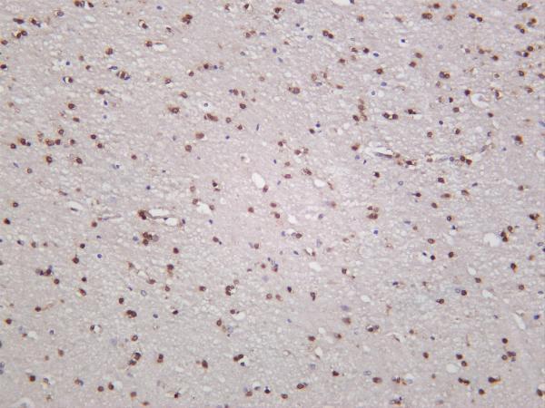 m00173 3 cdkn1b primary antibodies ihc testing 3