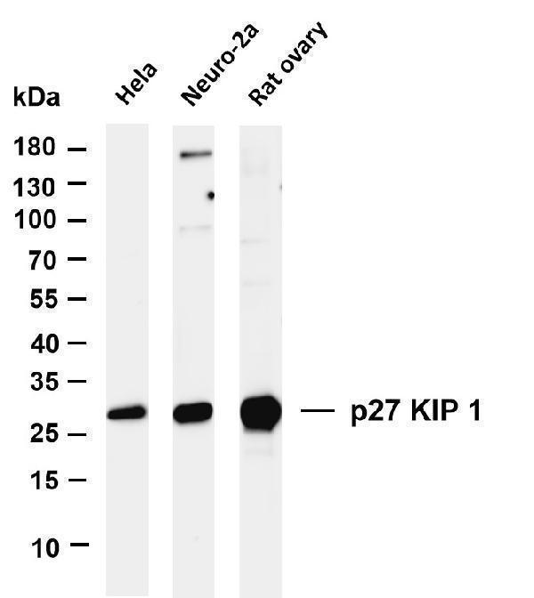 m00173 3 cdkn1b primary antibodies wb testing 1