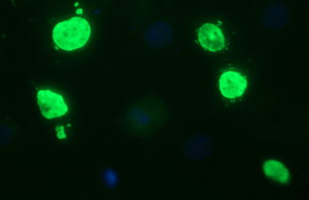m00174 1 anti oct4 pou5f1 mouse monoclonal antibody clone id oti7h1 if testing 4