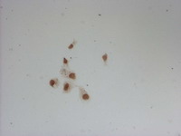m00174 1 anti oct4 pou5f1 mouse monoclonal antibody clone id oti7h1 if testing 5