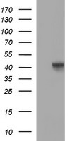 m00174 1 anti oct4 pou5f1 mouse monoclonal antibody clone id oti7h1 wb testing 1