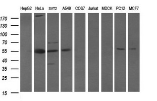 m00174 1 anti oct4 pou5f1 mouse monoclonal antibody clone id oti7h1 wb testing 2