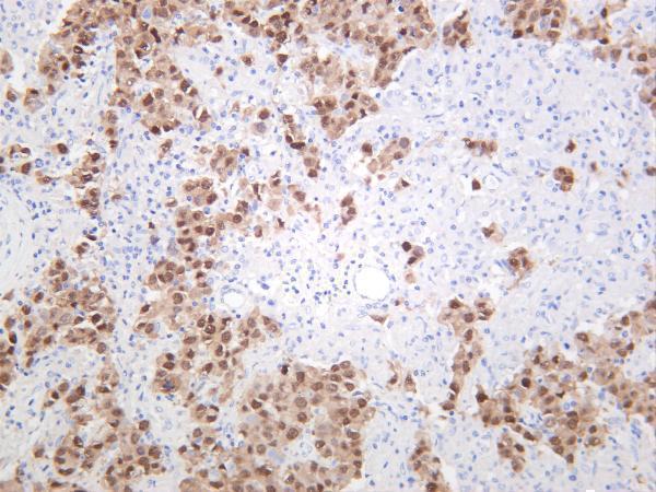 m00174 2 pou5f1 primary antibodies ihc testing 1
