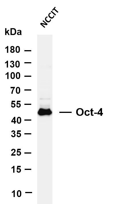 m00174 2 pou5f1 primary antibodies wb testing 1