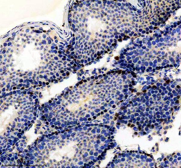 m00174 3 pou5f1 primary antibodies ihc testing 1