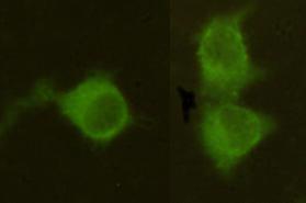 Immunocytochemistry stain of Hela using MPI antibody (1:300)