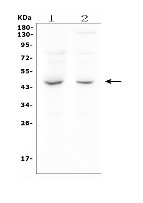 m00175 mpi primary antibodies wb testing 1_2