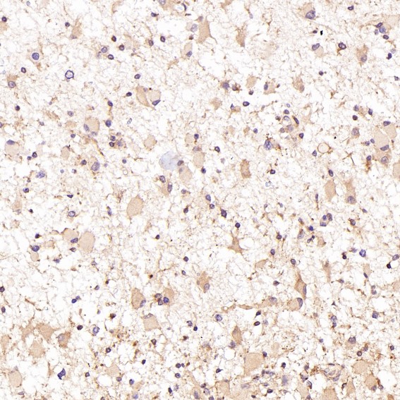 m00176 1 ihc9