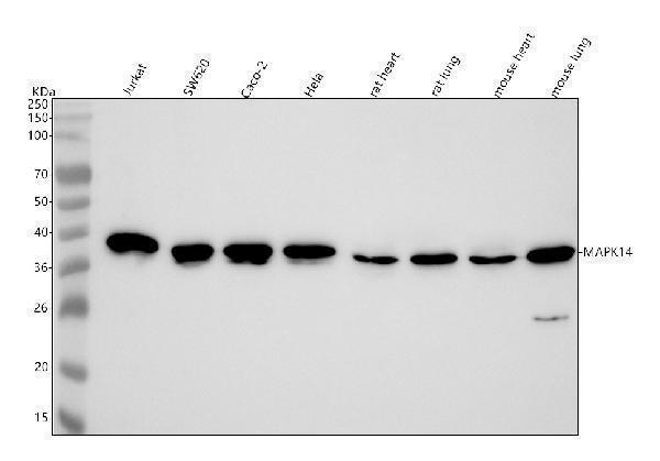  Western blot analysis of p38 MAPK using anti-p38 MAPK antibody (M00176-1)