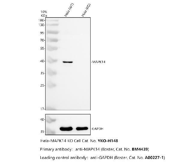 m00176 1 mapk14 primary antibodies wb testing 2
