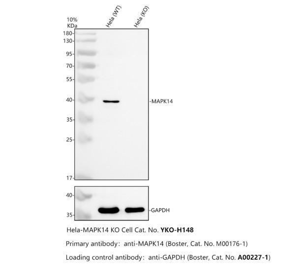 m00176 1 mapk14 primary antibodies wb testing 2_1