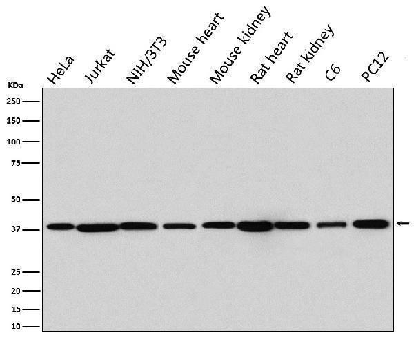 Western blot analysis of p38 MAPK expression in (1) HeLa cell lysate; (2) Jurkat cell lysate; (3) NIH/3T3 cell lysate; (4) Mouse heart lysate; (5) Mouse kidney lysate; (6) Rat heart lysate; (7) Rat kidney lysate; (8) C6 cell lysate; (9) PC12 cell lysate
