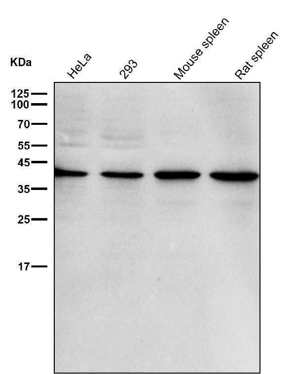 All lanes use the Antibody at 1:3K dilution for 1 hour at room temperature