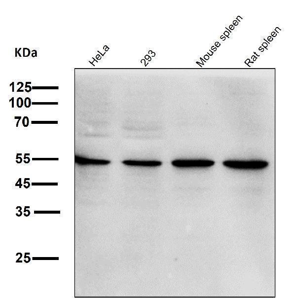 All lanes use the Antibody at 1:1K dilution for 1 hour at room temperature
