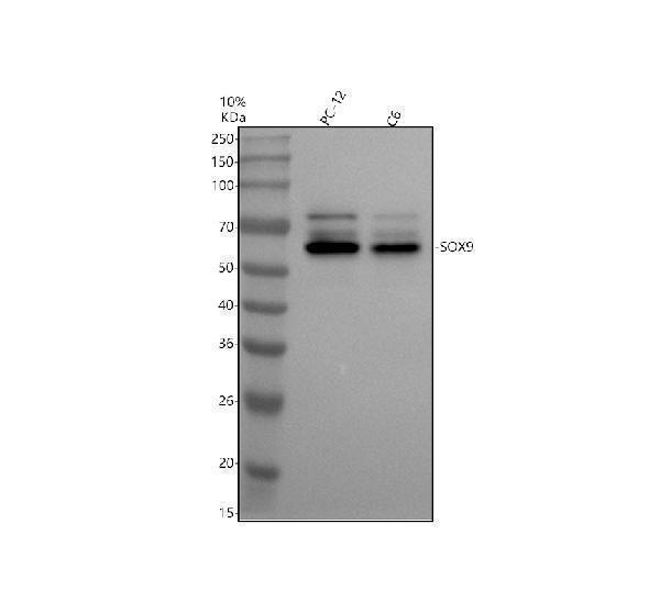 m00177 1 sox9 primary antibodies wb testing 1