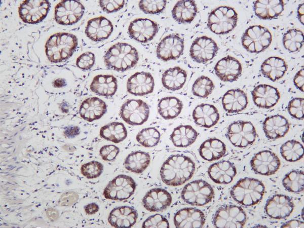 Human colon was stained with anti-SOX9 rabbit antibody