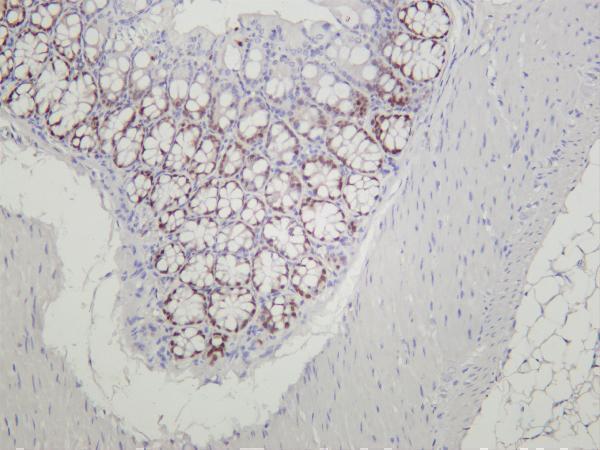 Mouse colon was stained with anti-SOX9 rabbit antibody