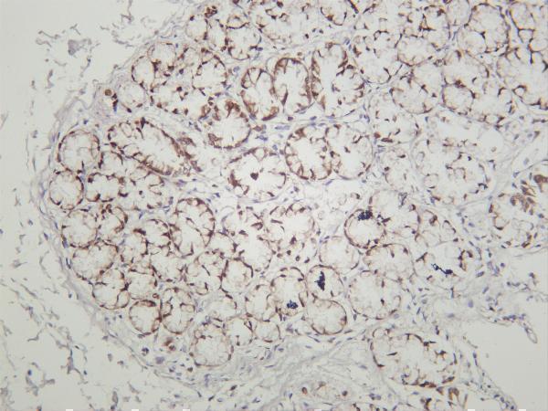 m00177 2 sox9 primary antibodies ihc testing 4