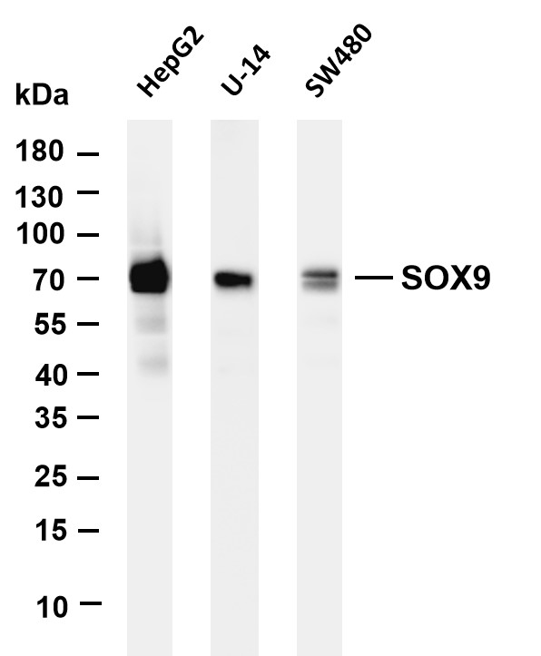 m00177 2 sox9 primary antibodies wb testing 1