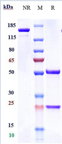 Anti-PDCD1/PD-1/CD279 Reference Antibody (camrelizumab) on SDS-PAGE under reducing (R) condition