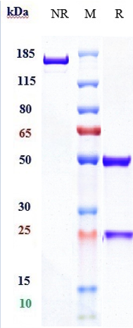 Anti-PDCD1/PD-1/CD279 Reference Antibody (spartalizumab) on SDS-PAGE under reducing (R) condition