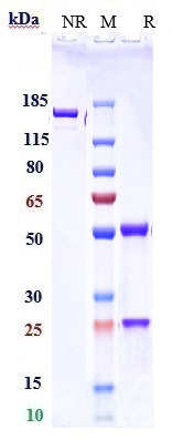 Anti-PDCD1/PD-1/CD279 Reference Antibody (serplulimab) on SDS-PAGE under reducing (R) condition