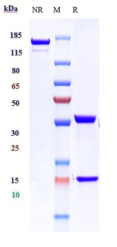 Anti-PDCD1/PD-1/CD279 Reference Antibody (UCB patent anti-PD-1) on SDS-PAGE under reducing (R) condition
