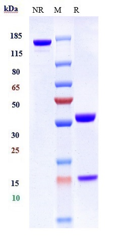 Anti-PDCD1/PD-1/CD279 Reference Antibody (tislelizumab) on SDS-PAGE under reducing (R) condition