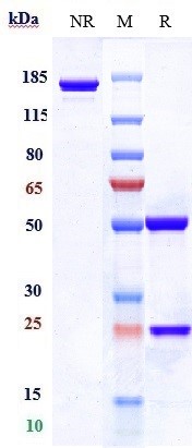 Anti-PDCD1/PD-1/CD279 Reference Antibody (dostarlimab) on SDS-PAGE under reducing (R) condition