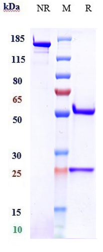 Anti-PDCD1/PD-1/CD279 Reference Antibody (finotonlimab) on SDS-PAGE under reducing (R) condition
